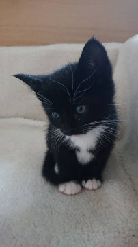 仔猫仲良し元気な６兄妹♪