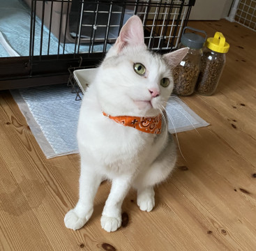 ふんわり優しいパステル三毛ちゃん