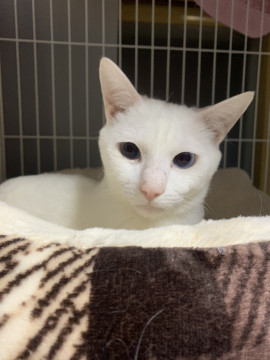 甘えたちゃんの白猫くん