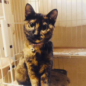 賢いトーティシェルの女の子