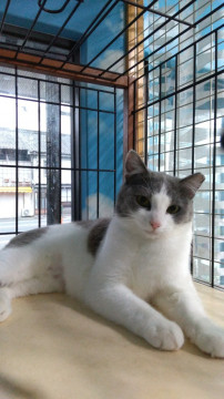 白グレー可愛い女の子