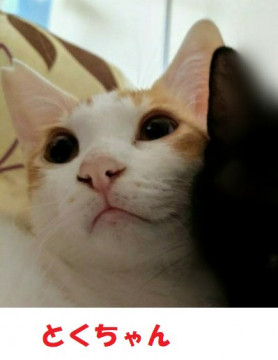 飼いやすい　ストーカーにゃん　動画あり　