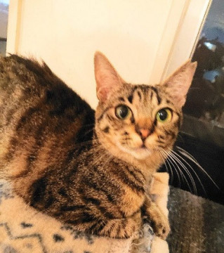 性格の良い 美猫ちゃん　動画あり