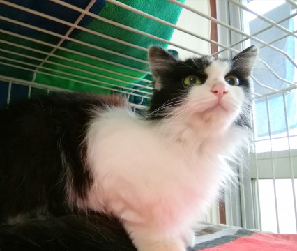 ふんわり優しいシルキーちゃん