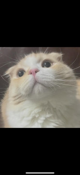 スコティッシュフォールド　