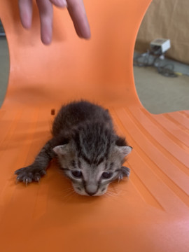 かわいい仔猫ちゃん