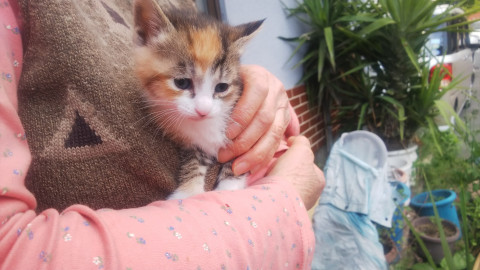 生後3週間の子猫貰ってください