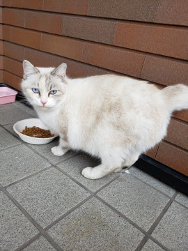 人が大好きなシャムミックス