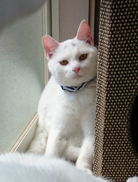 僕を家族に迎えてほしいニャ