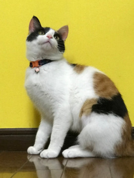 甘えん坊ミケちゃん