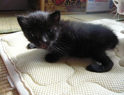 まだちっちゃい尻尾短い黒ネコちゃん①
