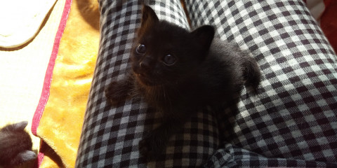 まだちっちゃい尻尾短い黒ネコちゃん①