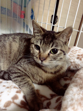 人間大好きなタツくんです