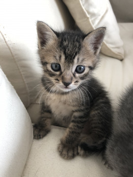 ちょうど1ヶ月の子猫です。