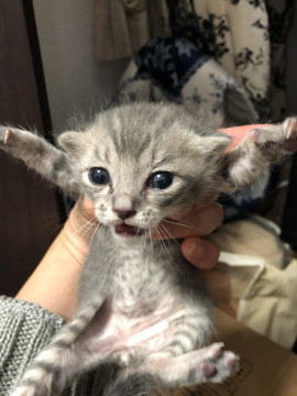 まだ1ヶ月未満の子猫です