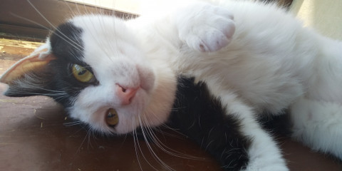 ポテポテふっくらボディとつぶらな瞳