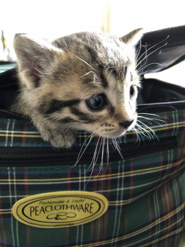 とっても可愛い子猫