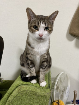 メス２歳のぷくちゃん！