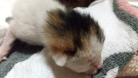 頭が三毛で体白の猫ちゃんです！