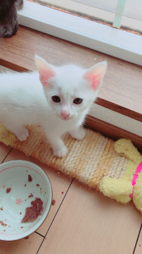 可愛がって下さる方募集中
