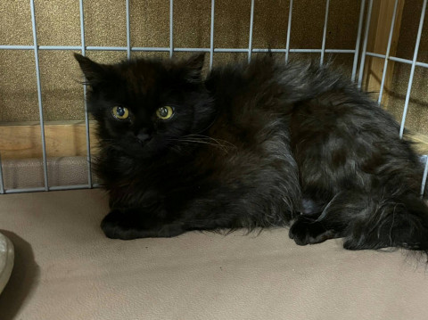 モフモフの黒猫