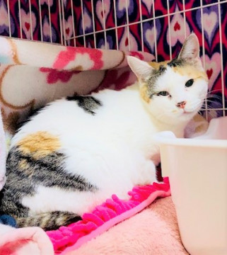 トライアル決定の為停止します❤三毛猫