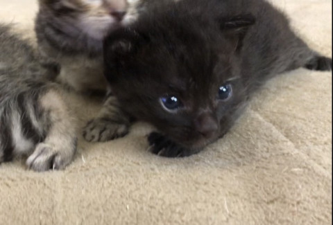 4月16日うまれの子猫　②黒