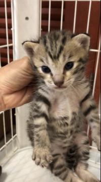 4月16日うまれの子猫　③
