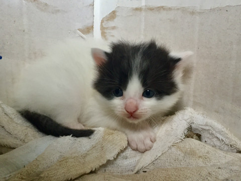 4月に生まれた子猫（男の子）