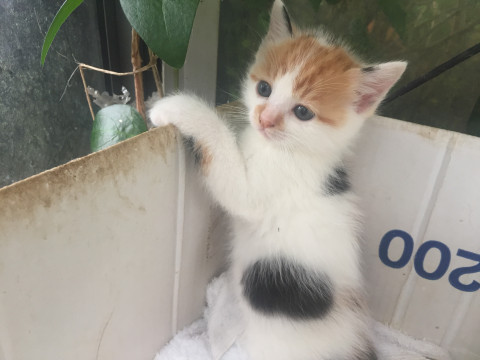 4月に生まれた子猫（女の子）