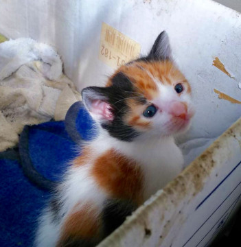 4月に生まれた子猫（女の子）