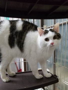 おとなしめのイケメンくん