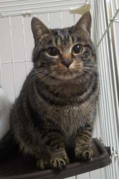 人が大好きな甘えたいイケメンくん