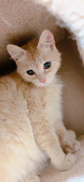 （トライアル中）薄茶トラの女の子