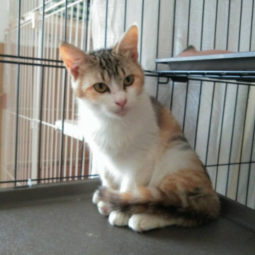 （トライアル中）シャイな三毛猫ちゃん