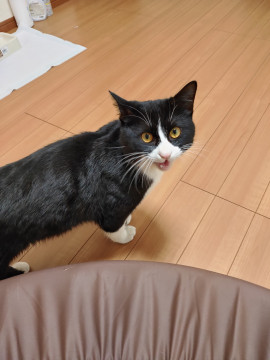とっても甘えんぼうハチワレ猫ちゃん