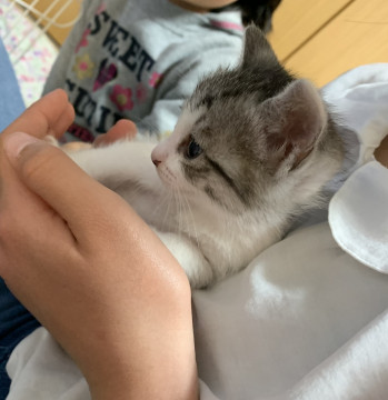 1ヵ月くらいの子猫