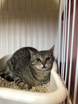 かわいい　キジ虎くん