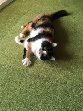 ミケちゃん可愛い甘えん坊