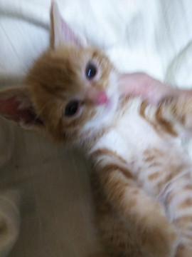 500グラム　茶トラ　男子