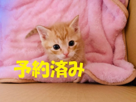 ６兄妹（残り2匹・黒猫どちらも♂）