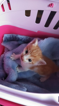 離乳食初めたばかりの子猫