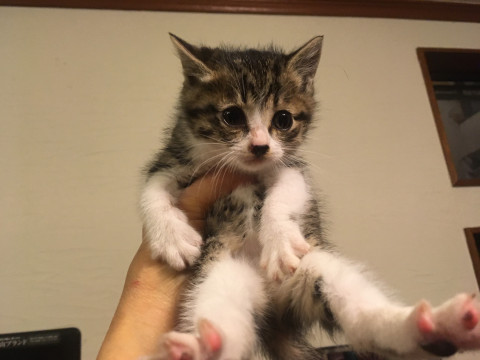 可愛い穏やかキジシロ1ヶ月