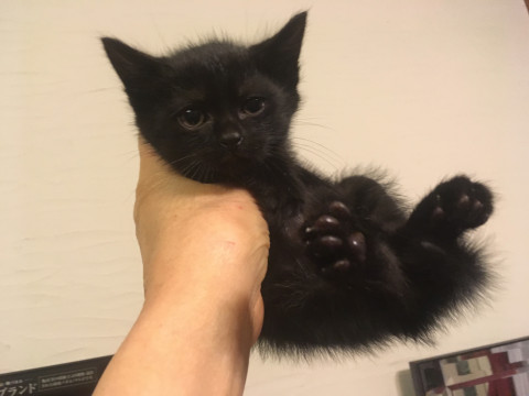 可愛い穏やか黒猫1ヶ月