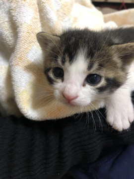 可愛い仔猫が産まれました。