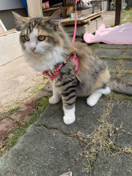 モフモフ三毛ちゃん