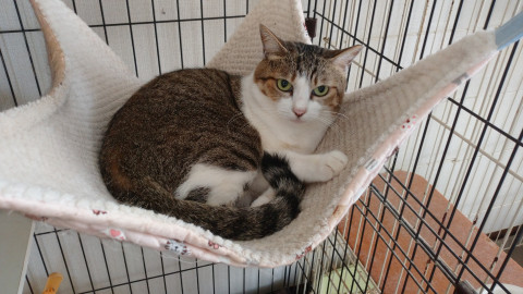 おとなしい女の子です！