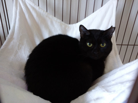 元気な黒猫 女の子！