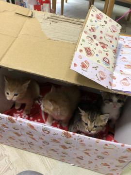 生後1ヶ月4匹の子猫ちゃんたち