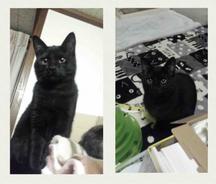 遊ぶの大好きワンパク黒猫男子